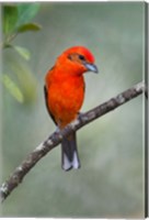 Flame-Colored Tanager, Sarapiqui, Costa Rica Fine Art Print