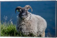 Sheep Grazing, Iceland Fine Art Print