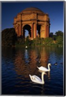 Swans and Palace of Fine Arts Fine Art Print
