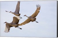 Sandhill Cranes In Flight Fine Art Print