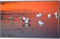 Snow Geese On Water Fine Art Print