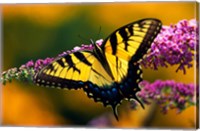Male Tiger Swallowtail Butterfly Fine Art Print