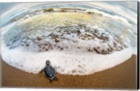 Green Sea Turtle, Tortuguero, Costa Rica Fine Art Print