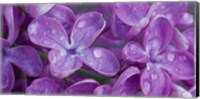 Lilac Flowers Fine Art Print
