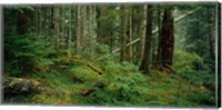 Hoh Rainforest, Olympic National Forest, Washington State Fine Art Print