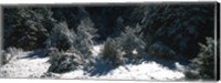 Snow Covered Firs, Provence-Alpes-Cote d'Azur, France Fine Art Print