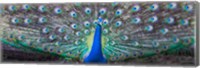 Dancing Peacock, India Fine Art Print