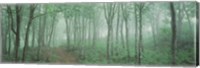 Forest Niigata Martsunoyama-cho, Japan Fine Art Print