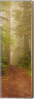 Redwood National Park California Fine Art Print