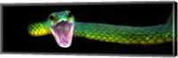 Green Vine Snake, Costa Rica Fine Art Print