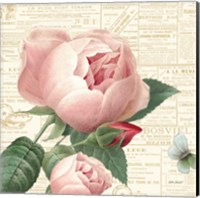 Roses in Paris V Fine Art Print