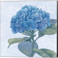 Blue Hydrangea IV Crop Fine Art Print