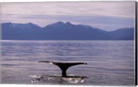 Humpback Whale in Alaska, USA Fine Art Print