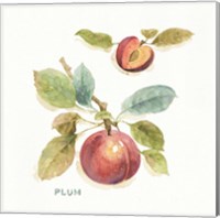 Orchard Bloom IV Fine Art Print