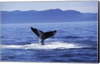 Tail fin of a Humpback Whale in the sea, Alaska, USA Fine Art Print