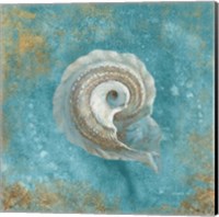 Treasures from the Sea III Aqua Fine Art Print