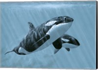 Mother And Son- Orcas Fine Art Print