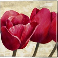 Red Tulips (Detail) Fine Art Print