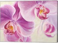 Purple Orchids Fine Art Print