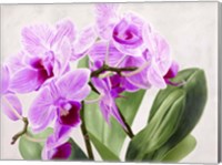 Orchidee Selvagge Fine Art Print