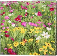 Country Flowers Fine Art Print