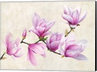 Ramo di Magnolia Fine Art Print