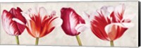 Gioiosi Tulipani Fine Art Print