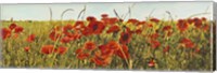 Poppy Field Fine Art Print