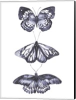 Monochrome Butterflies II Fine Art Print