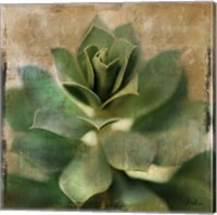 Succulent I Fine Art Print