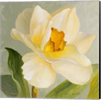 Daffodil Sky I Fine Art Print