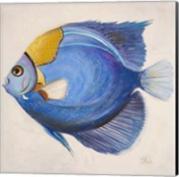 Little Fish III Fine Art Print