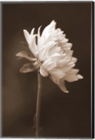 Sepia Flower I Fine Art Print