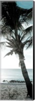 Cool Bimini Palm I Fine Art Print