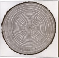 Tree Theory Fine Art Print