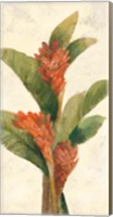 Ginger Blossom on White Fine Art Print