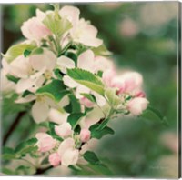 Apple Blossoms II Fine Art Print