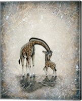 My Love for You - Giraffes Fine Art Print