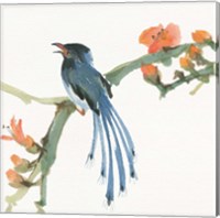 Formosan Blue Magpie Fine Art Print