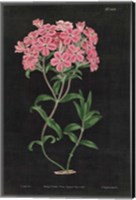 Botanical on Black Chart VI Fine Art Print