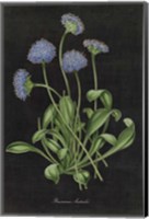 Botanical on Black Chart VII Fine Art Print