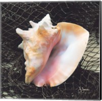 Conch with Net Fine Art Print