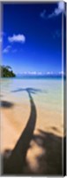 Palm Tree Shadow, Tahiti, French Polynesia Fine Art Print