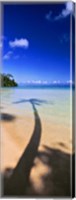 Palm Tree Shadow, Tahiti, French Polynesia Fine Art Print