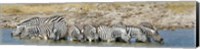 Burchell's Zebras, Etosha National Park, Namibia Fine Art Print