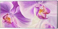 Purple Orchids Fine Art Print