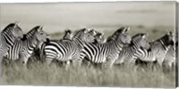 Grant's Zebra, Masai Mara, Kenya Fine Art Print