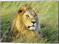 African Lion, Masai Mara, Kenya Fine Art Print