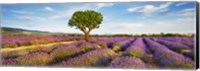 Lavender Field And Almond Tree, Provence, France Fine Art Print