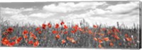 Poppies In Corn Field, Bavaria, Germany Fine Art Print